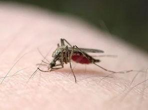 蚊子带你吃瓜,体验夏日清凉美食之旅