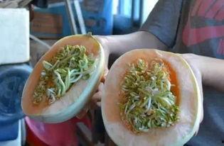 吃瓜少女芋头,揭秘娱乐圈那些吃瓜少女的幕后故事