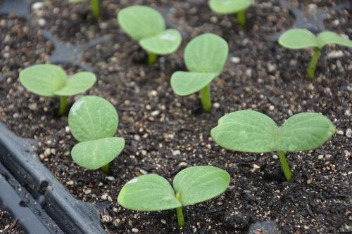 吃瓜种子发芽视频,见证生命力的奇迹