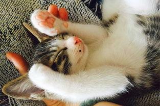 sindy猫舍吃瓜,揭秘网红猫舍的吃瓜日常