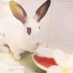 吃瓜的兔子233,揭秘网络红人的趣味生活