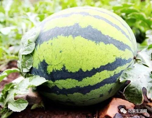 黑天洞地吃瓜,揭秘神秘地底世界的吃瓜传奇